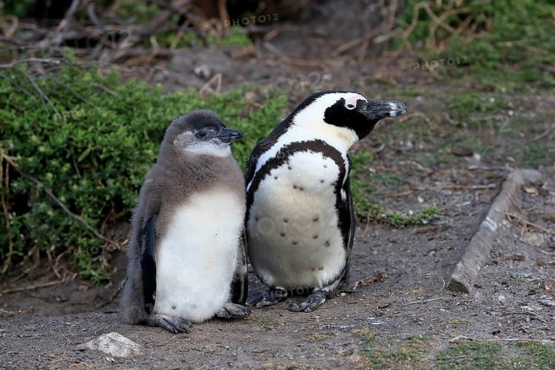 African penguin