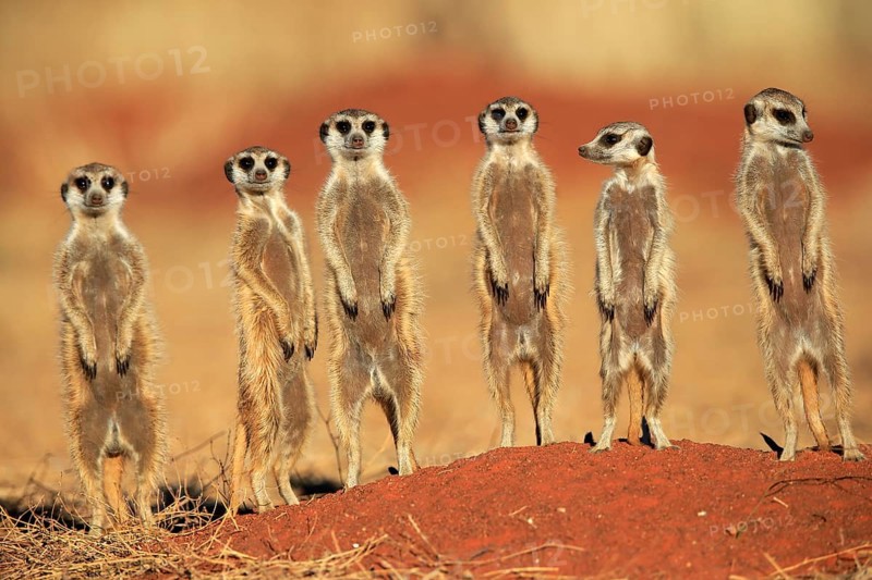 Meerkats