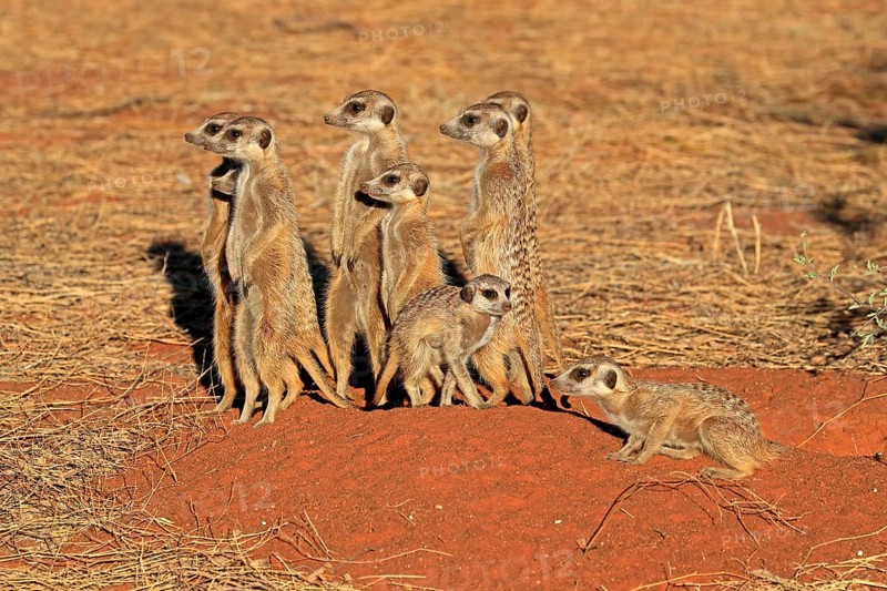 Meerkats