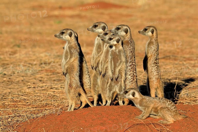 Meerkats