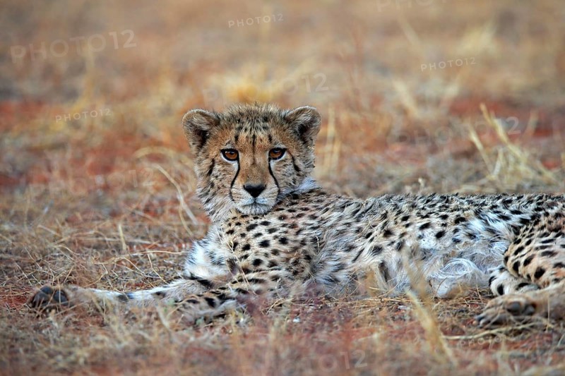 Cheetah