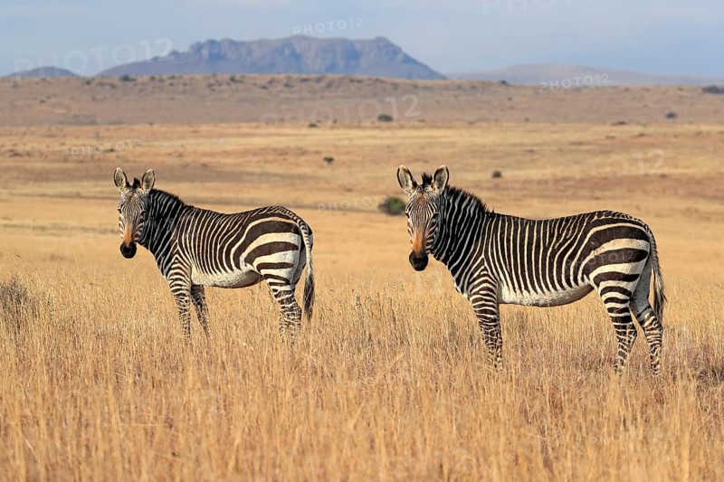 Cape Mountain Zebra