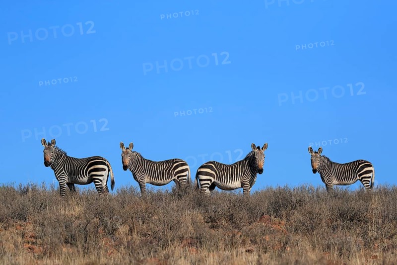 Cape Mountain Zebra