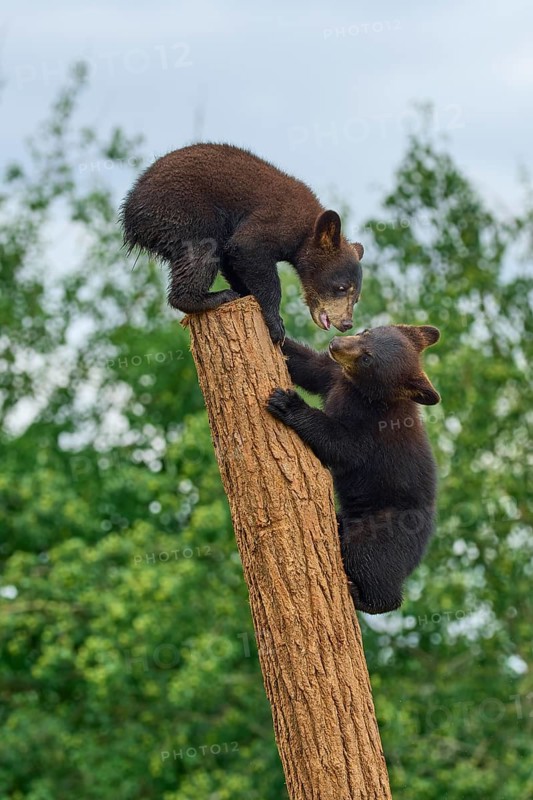 Black bear