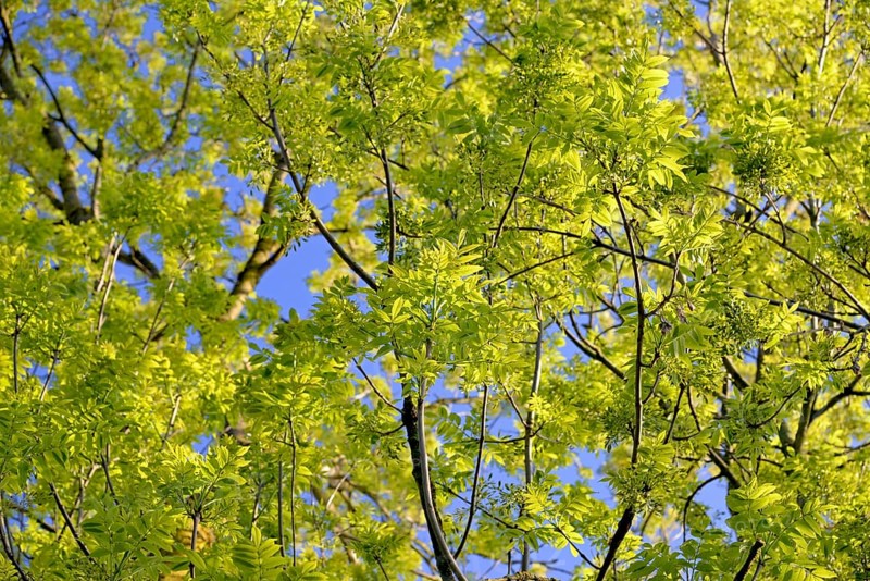 European ash