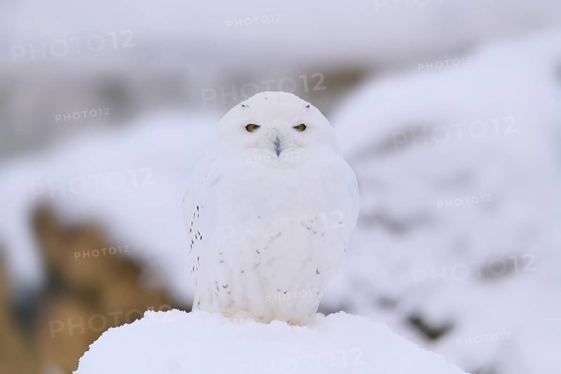 Snowy Owl