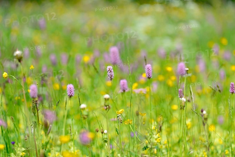 Mountain meadow with wildflowers