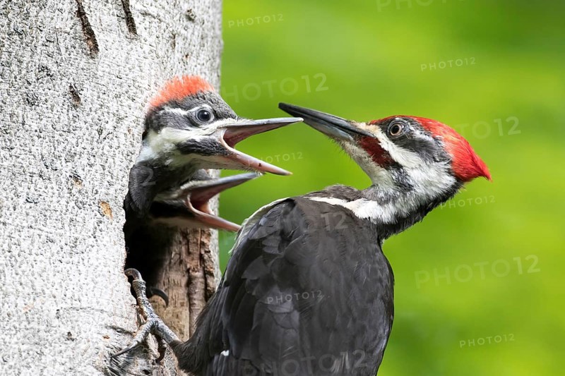 Pileated woodpecker