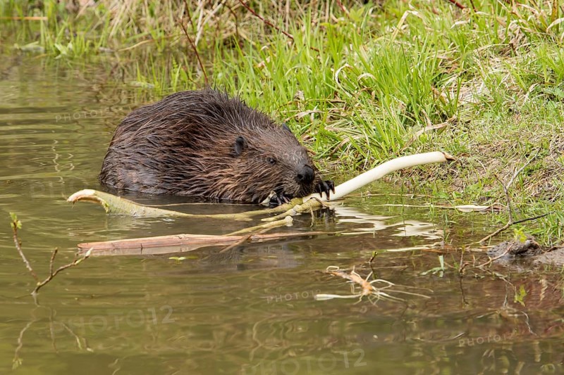 North American beaver