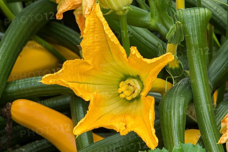 Zucchini