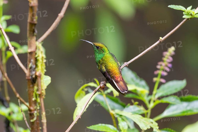 Coppery-headed emerald