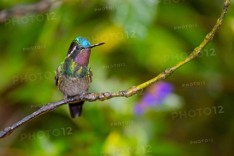 Purple-throated nymph