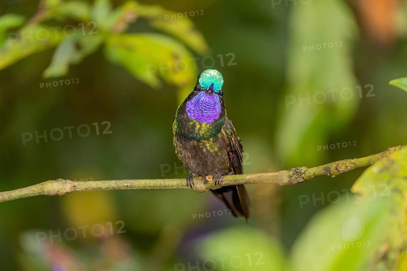 Purple-throated nymph