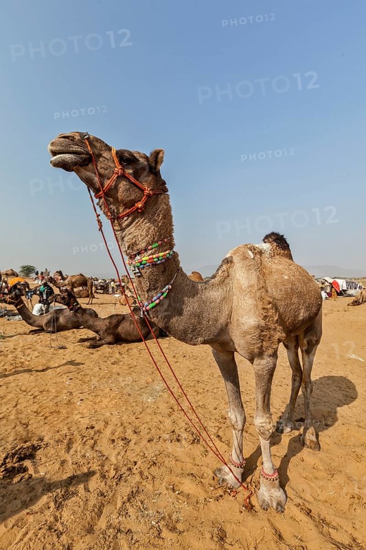 Camels at Pushkar Mela