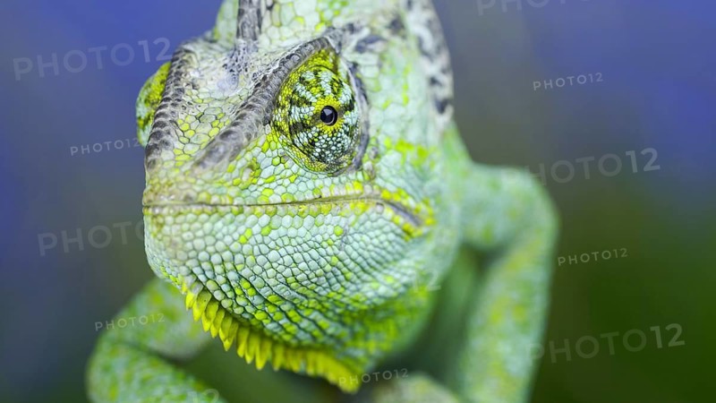Close-up frontal portrait of adult green Veiled chameleon
