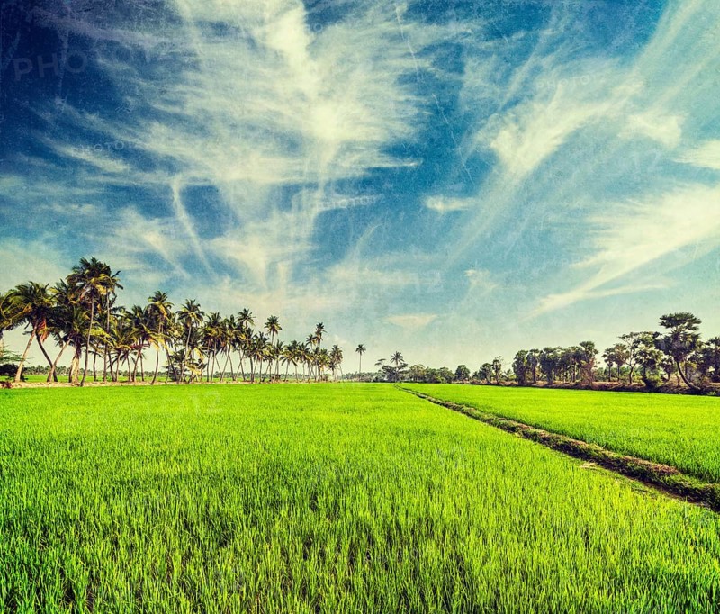 Vintage retro hipster style travel image of rural Indian scene