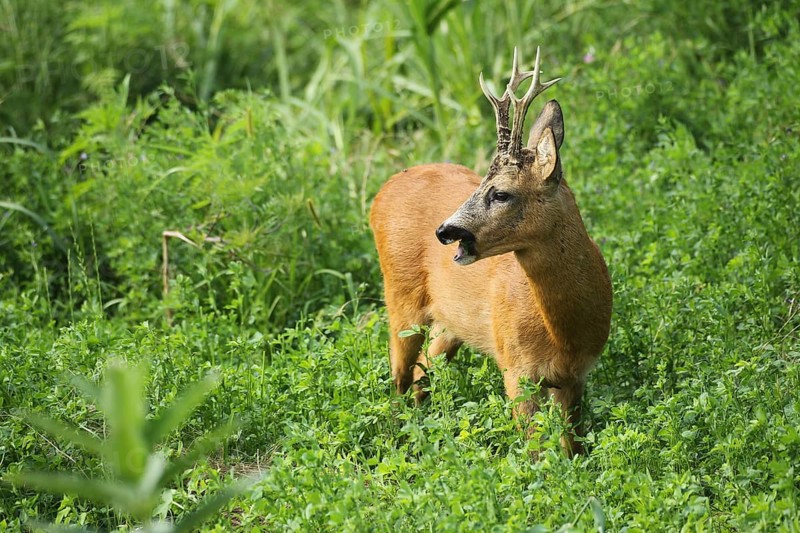 European roe deer