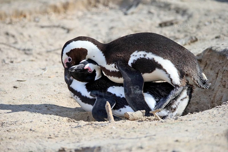 African penguin