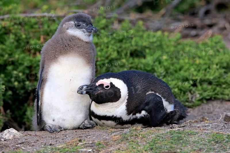 African penguin