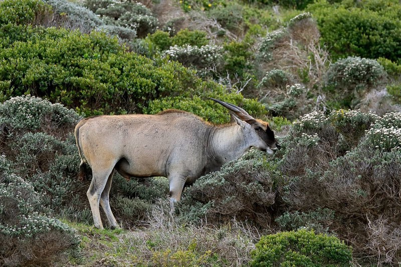 Common eland