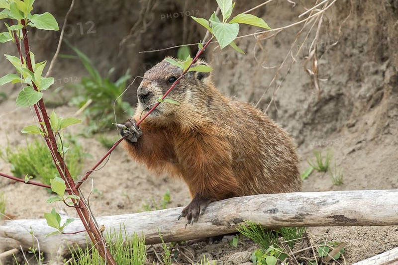 Groundhog