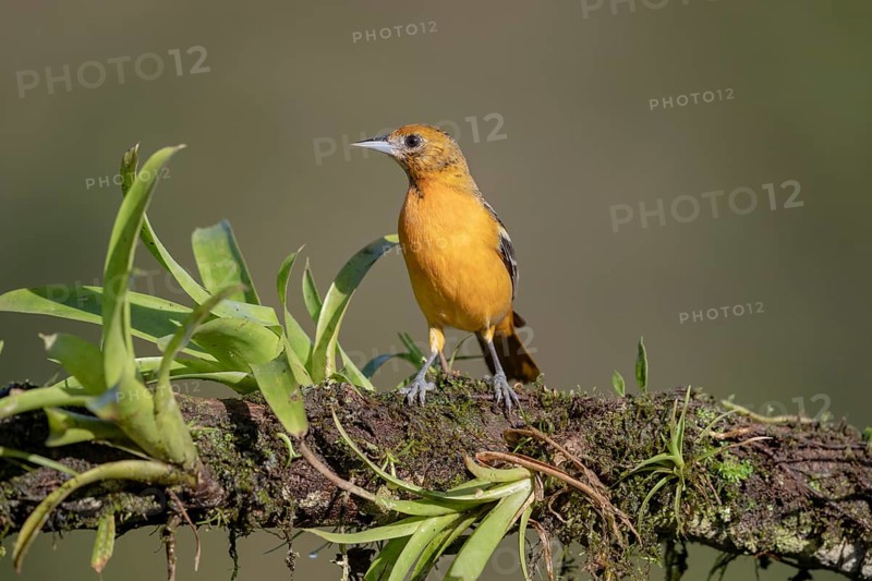 Baltimore oriole