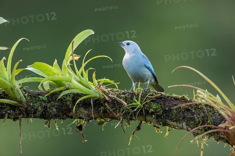 Blue Tanager also called blue-gray tanager