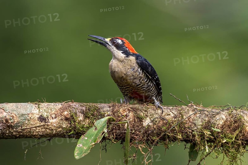 Black-cheeked woodpecker