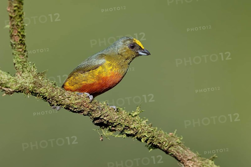 Olive-backed euphonia