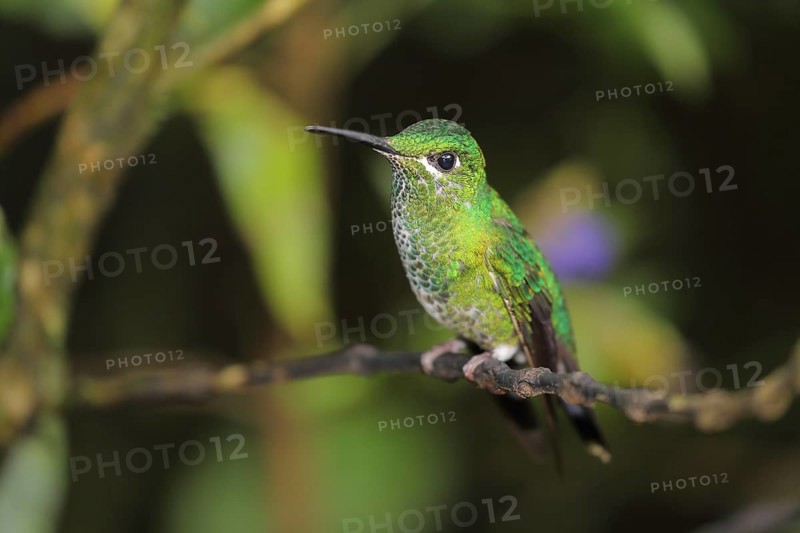 Green-crowned brilliant