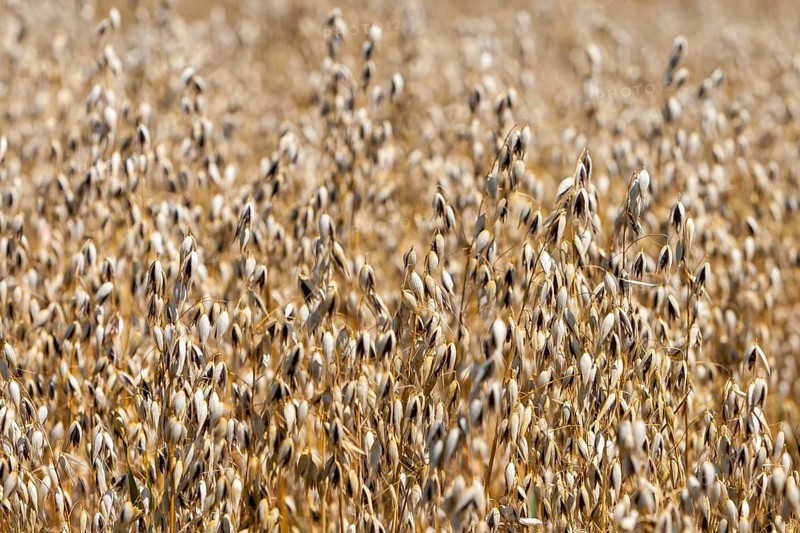 Grain field with common oat