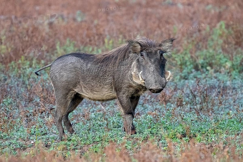 Common warthog