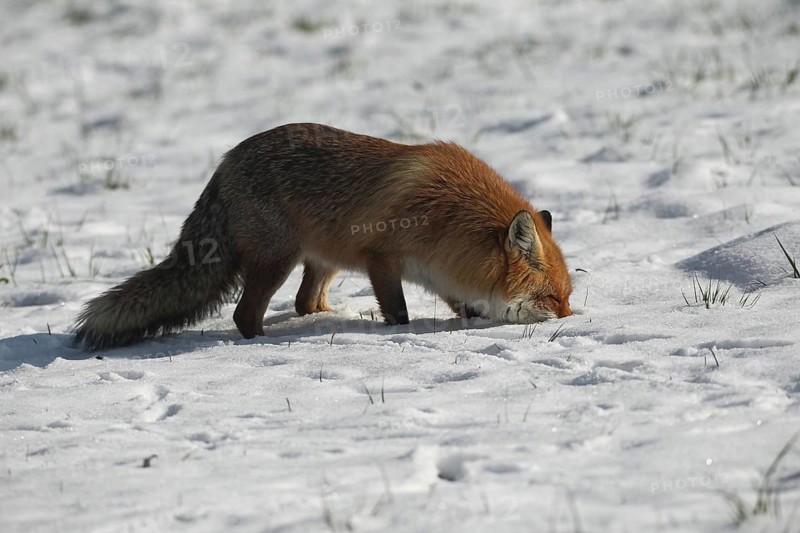 Red fox