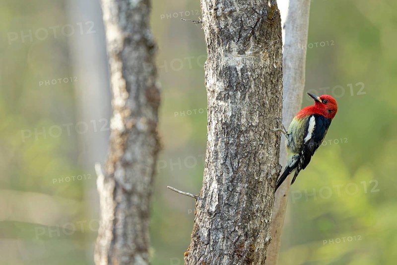 Red-breasted sapsucker