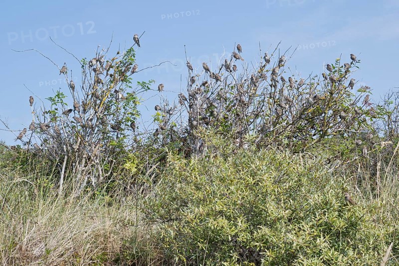 House sparrows