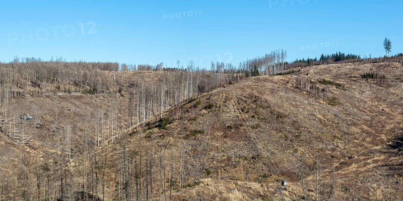 Environmental Destruction Climate Crisis Climate Change Environment Destruction Panorama Landscape Nature Forest Dieback at the Brocken in the Harz Mountains