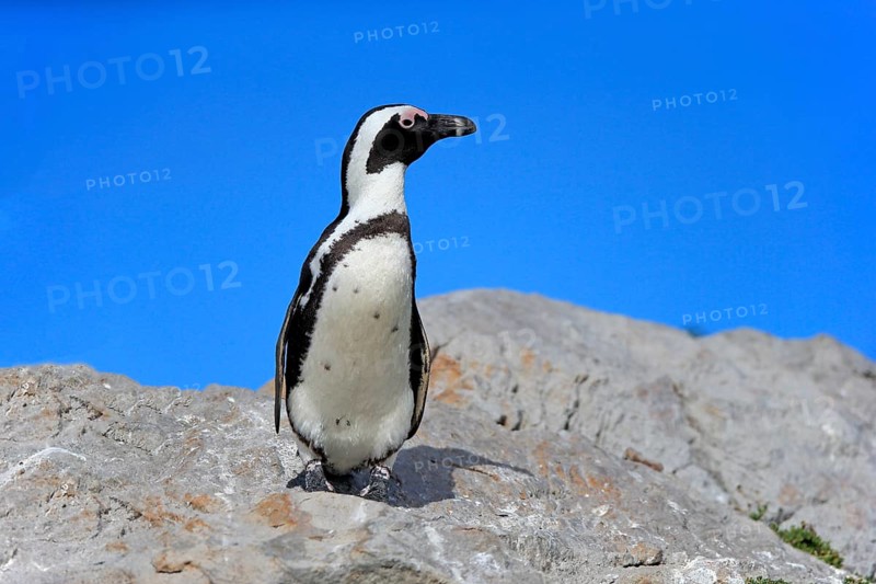 African penguin