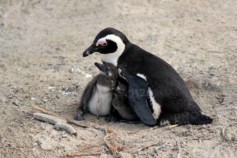 African penguin