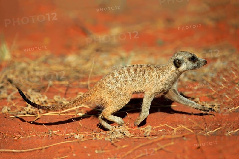 Meerkats