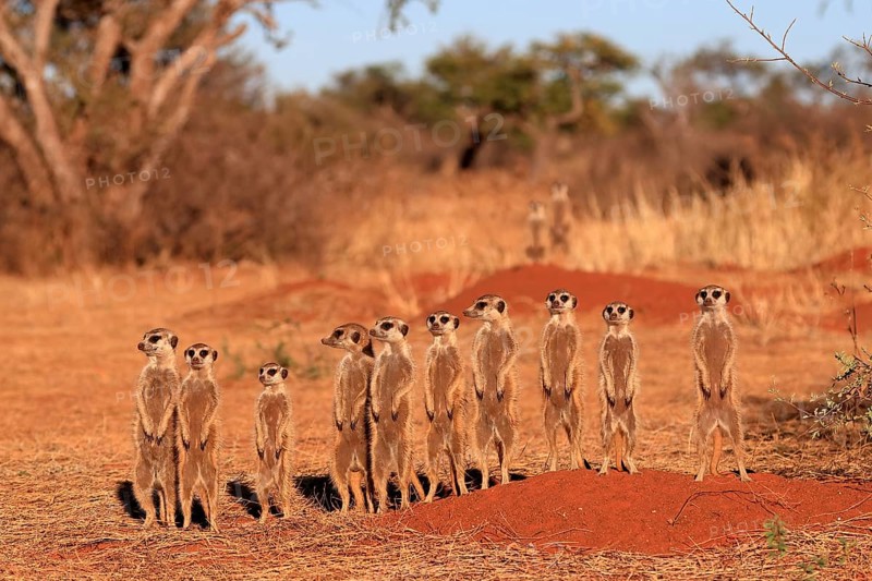 Meerkats