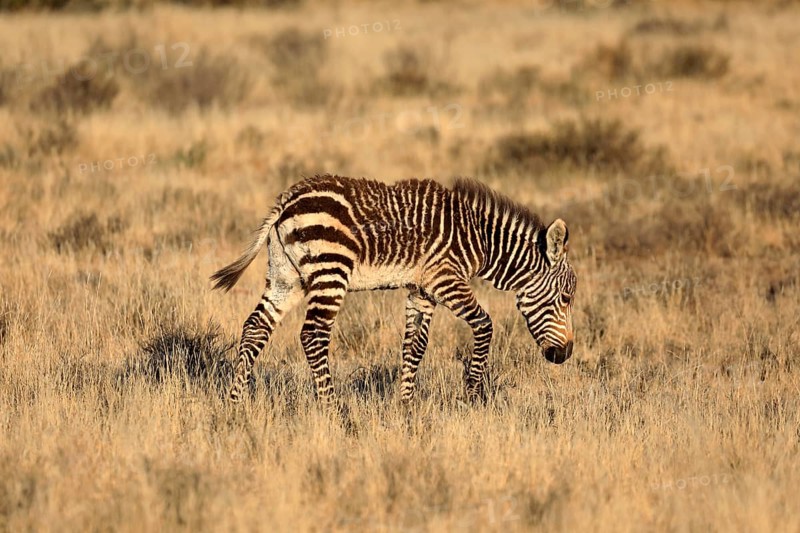 Cape Mountain Zebra