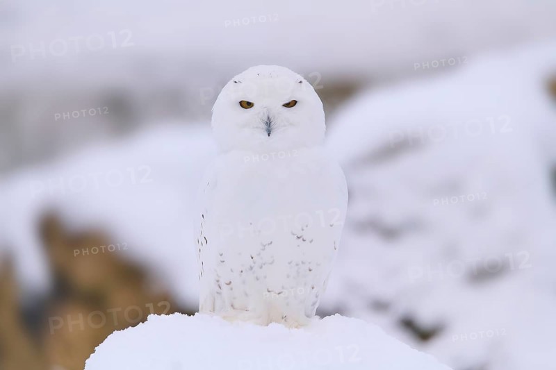 Snowy Owl