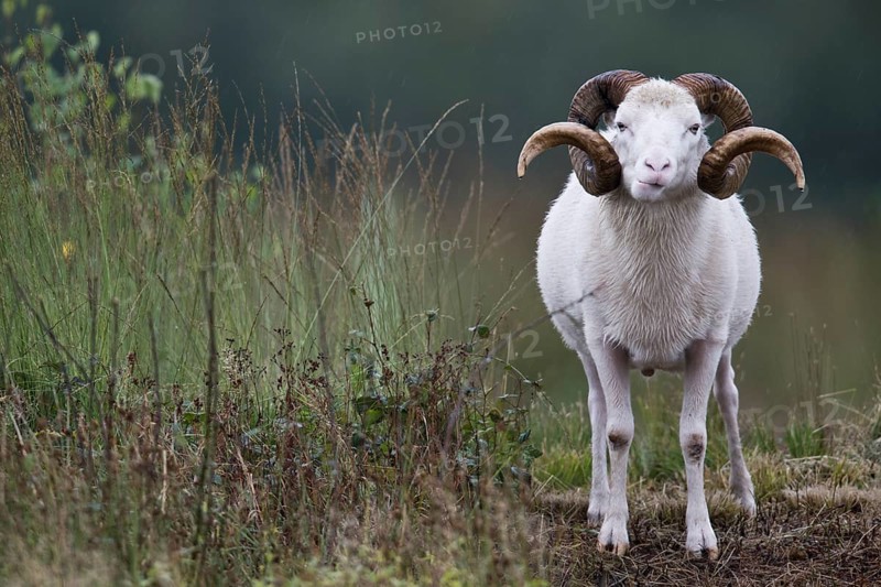 Ram