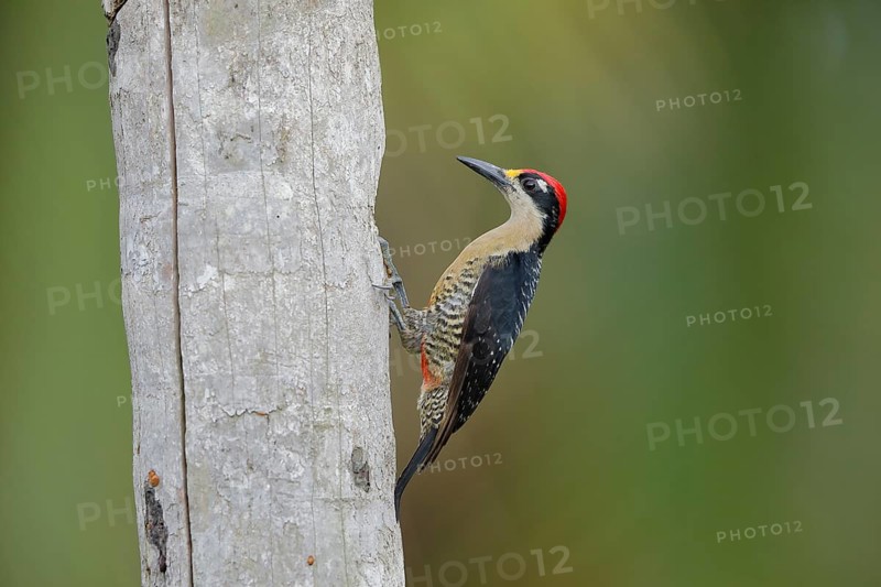 Black-cheeked woodpecker