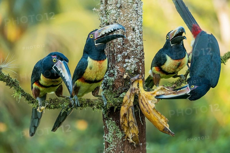 4 collared aracaris