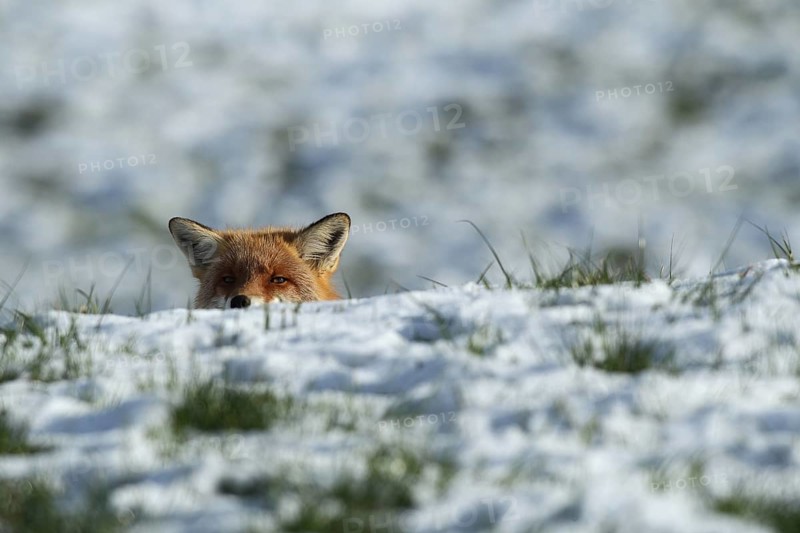 Red fox