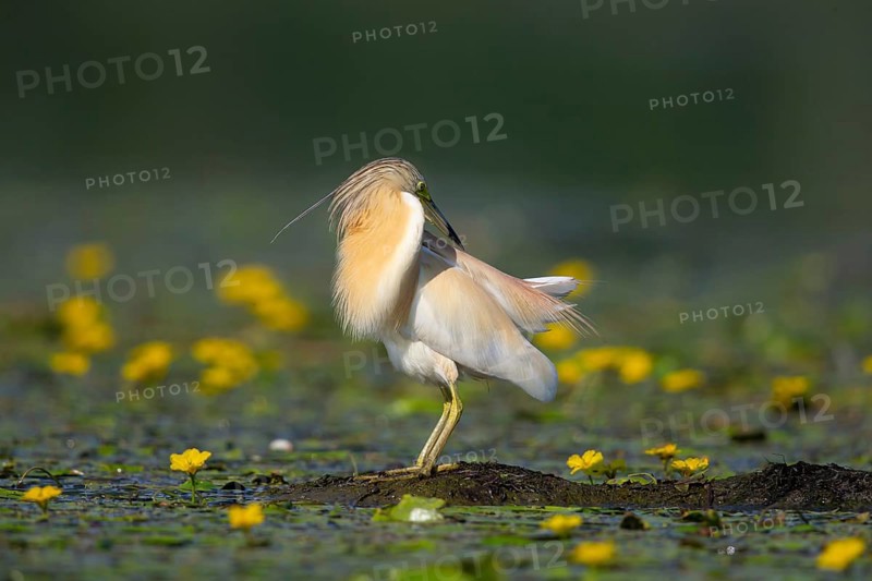 Squacco heron