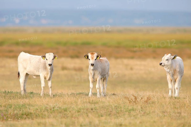 Hungarian Steppe Cattle or Hungarian Grey Cattle