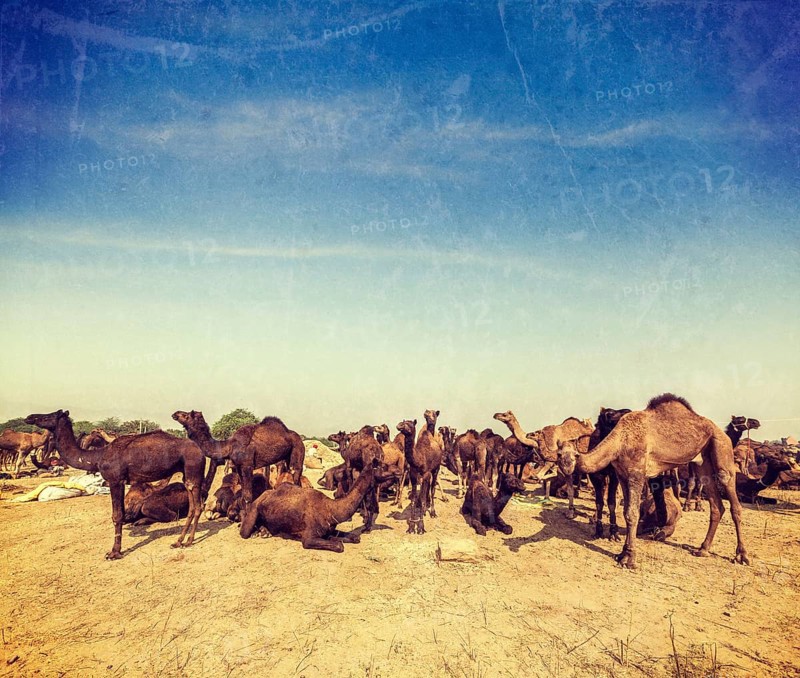 Vintage retro hipster style travel image of camels at Pushkar Mela