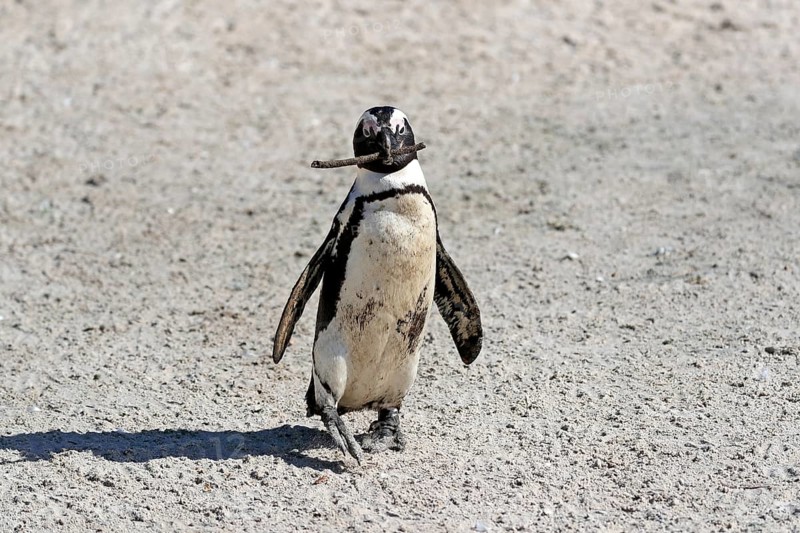 African penguin